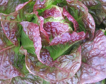 Organic 'Sweet Valentine' Lettuce