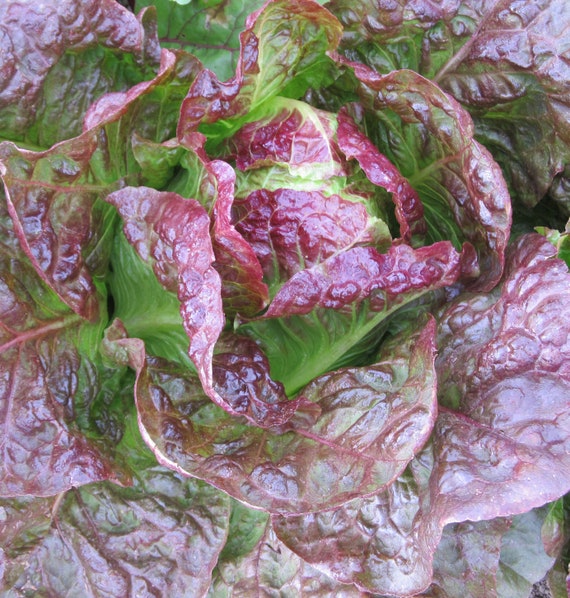 Organic 'Sweet Valentine' Lettuce