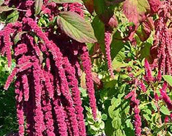 Organic Love Lies Bleeding Amaranth