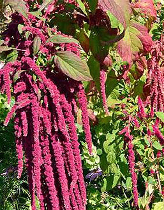 Organic Love Lies Bleeding Amaranth