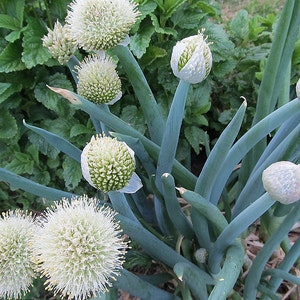 Organic White Nebuka Japanese Bunching Onion (perennial)