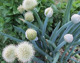 Organic White Nebuka Japanese Bunching Onion (perennial)