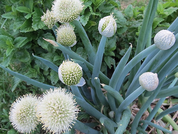 Organic White Nebuka Japanese Bunching Onion (perennial)