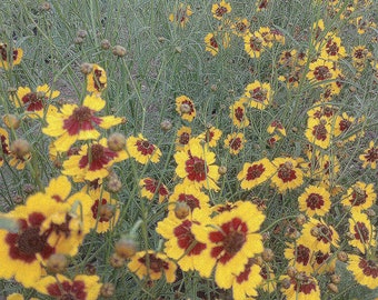 NEW! Organic Coreopsis 'Dyer's Mix'