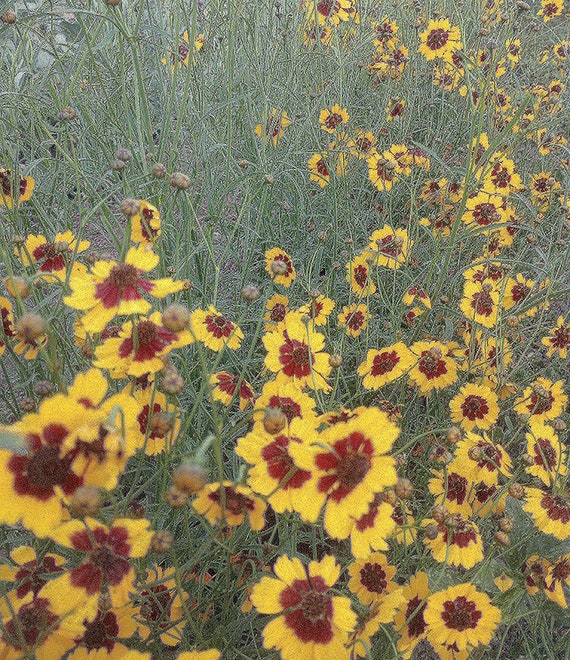 NEW! Organic Coreopsis 'Dyer's Mix'