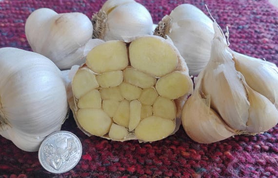 NEW for Fall 2026! Organic Garlic for Planting -- Siskiyou Purple