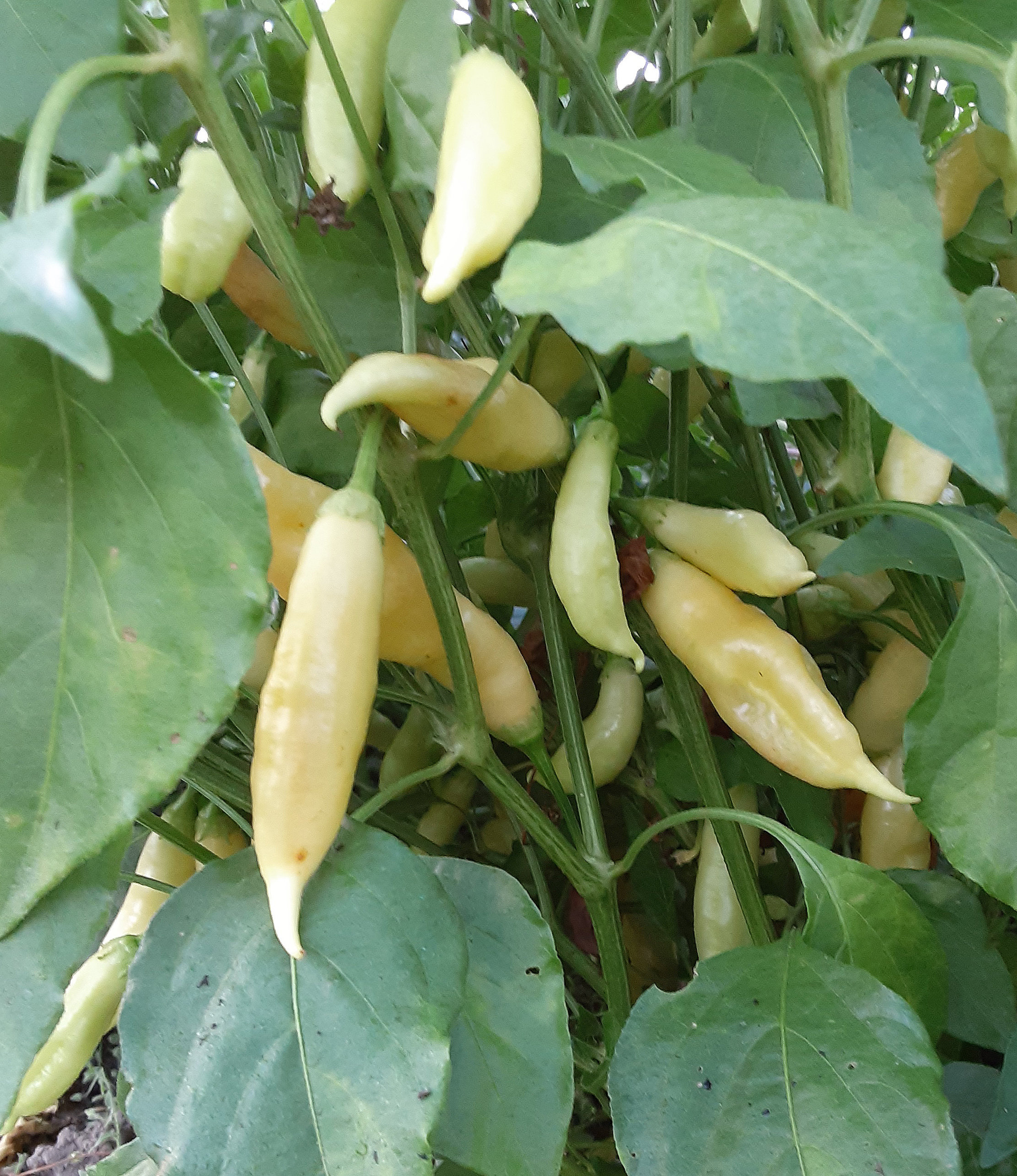 Organic Sugar Rush Peach Hot Pepper