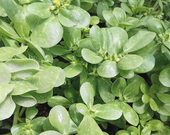 NEW! Organic Golden Purslane