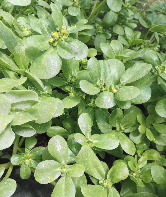 NEW! Organic Golden Purslane