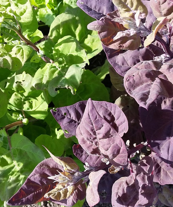 Organic Orach 'Aurora'