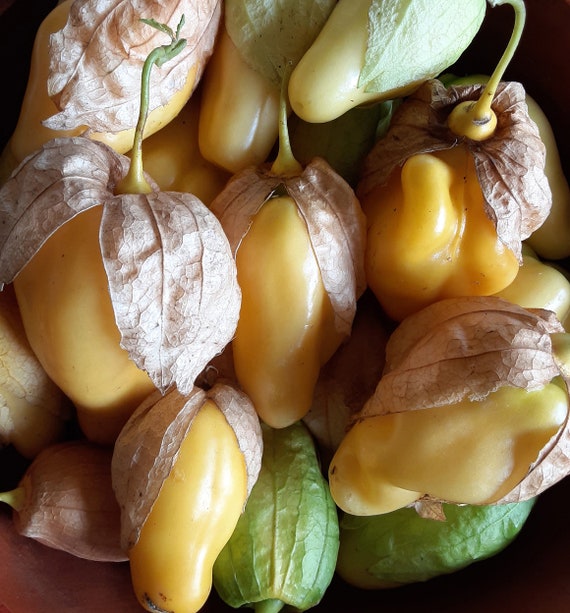 Organic Queen of Malinalco Tomatillo