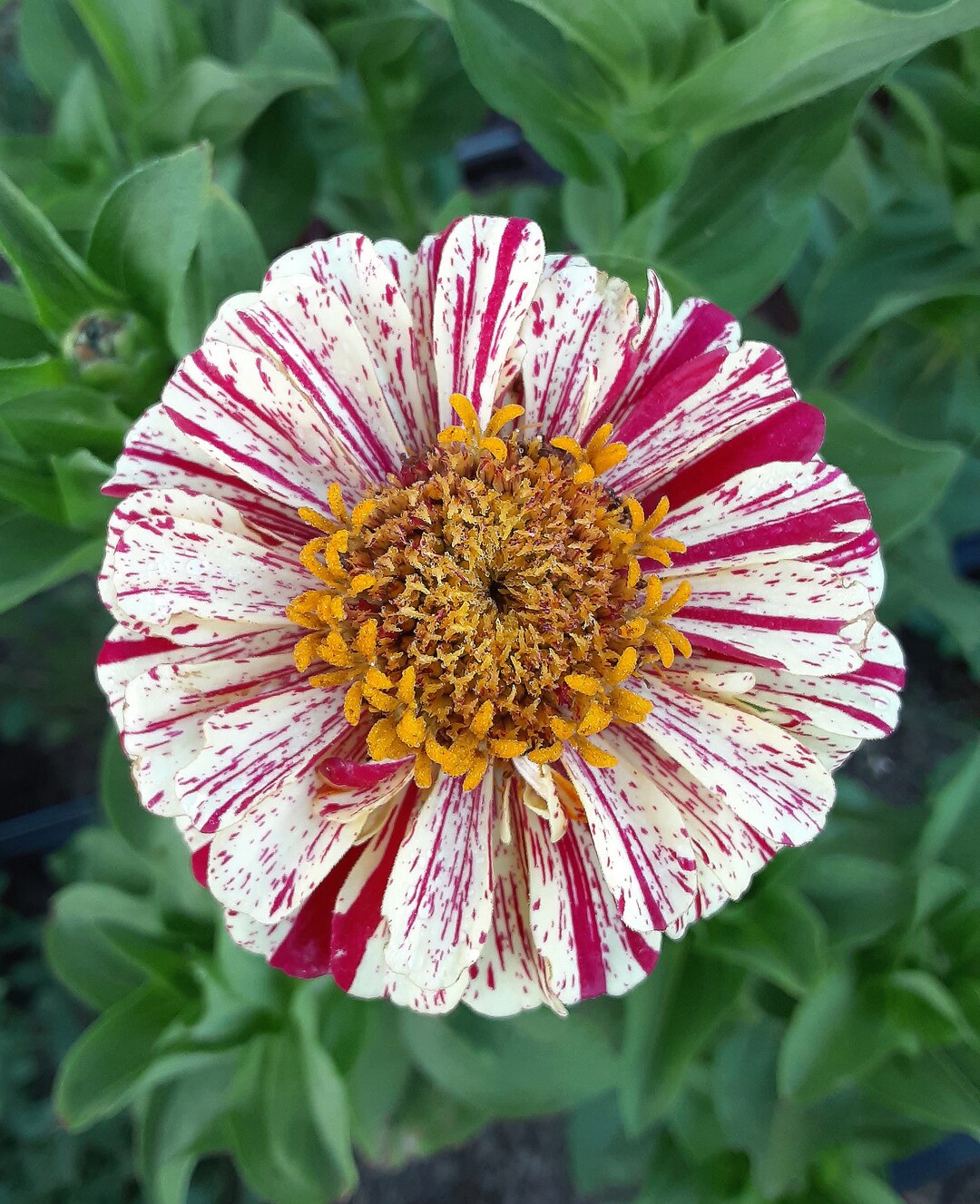 【みみちゃん】ビオラ 15.5 Gliga Gems Anno 2022 Organic 'peppermint Stick' Zinnia - Etsy