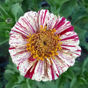 Organic 'Peppermint Stick' Zinnia image 1