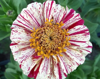 Organic 'Peppermint Stick' Zinnia