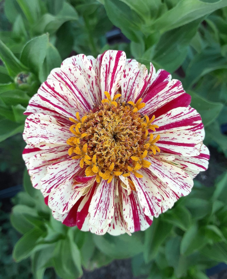 Organic 'Peppermint Stick' Zinnia image 1