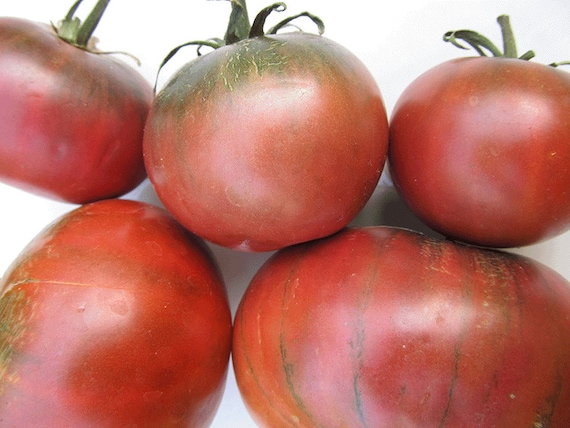 Organic Cherokee Chocolate Tomato