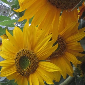 May include: Close-up of bright yellow sunflowers with large, textured petals. The flower centers are a dark brown with a green center. The image captures the vibrant colors and details of the sunflowers.