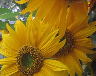 Organic Sunflower: multi-branching California native