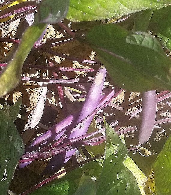 Organic Purple Dove Bush Bean