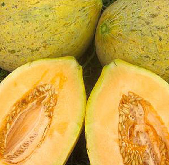 NEW! Organic Eel River Melon