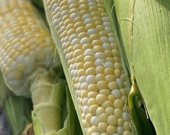 Organic Honey Badger Sweet Corn