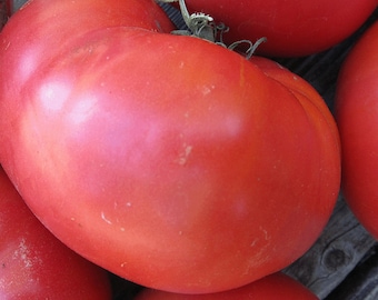 Organic Tennessee Heirloom Tomato