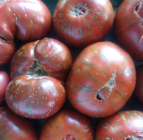 NEW! Organic 'Chocolate Stripes' Tomato