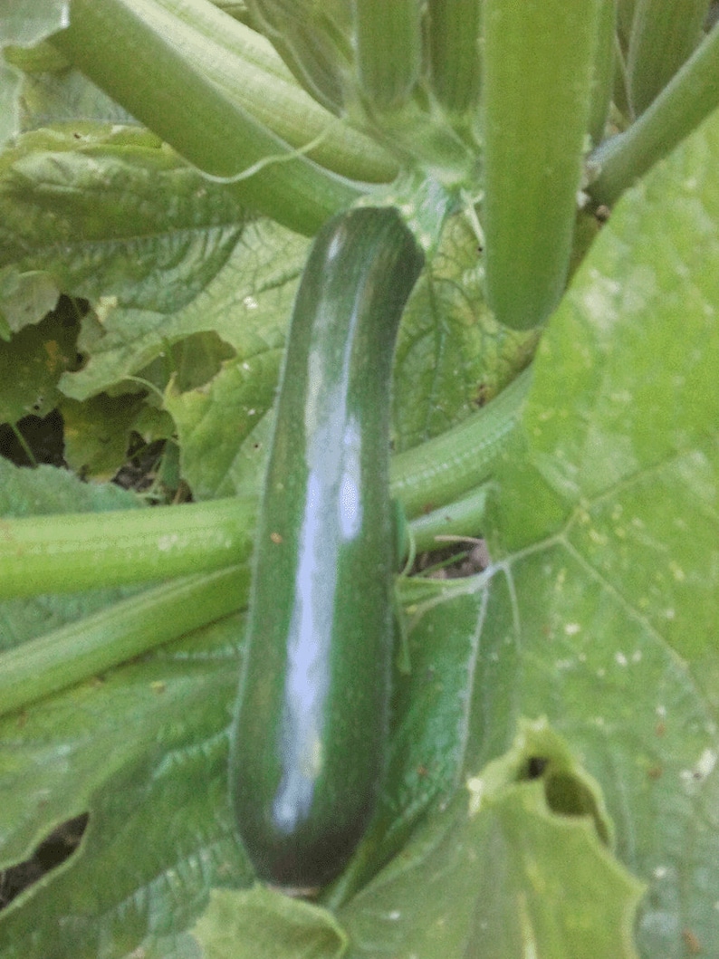 Organic Dark Star Zucchini image 1