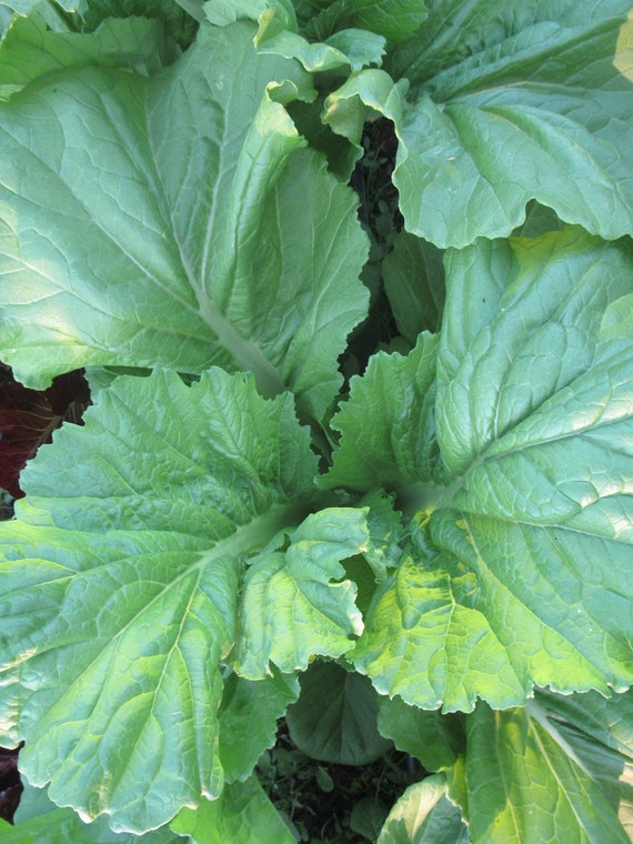 NEW! Organic Feaster Family Heirloom Mustard