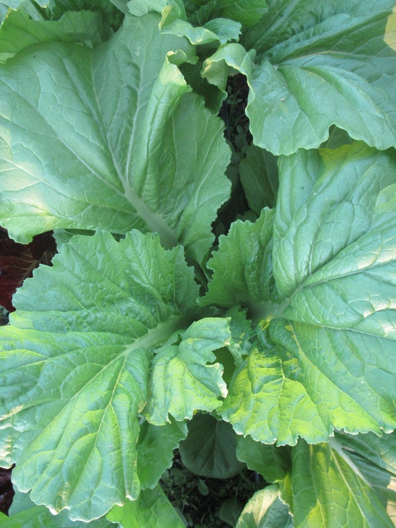 Organic Feaster Family Heirloom Mustard