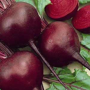 Organic Detroit Dark Red Beet