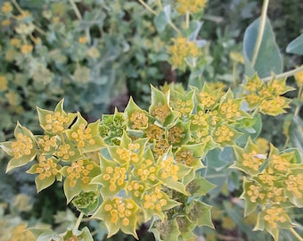 Organic Green Gold Bupleurum