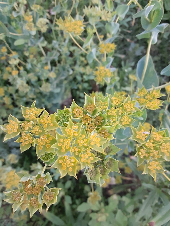 Organic Green Gold Bupleurum