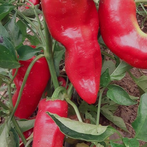 Organic Tolli&#39;s Sweet Italian Pepper