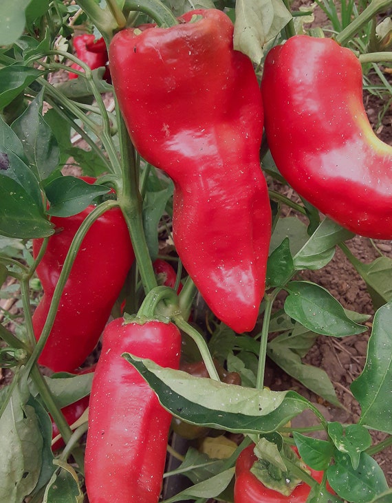 Organic Tolli's Sweet Italian Pepper