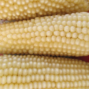 Organic Pennsylvania-Dutch Butter-Flavored Popcorn