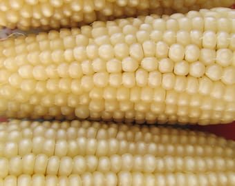 Organic Pennsylvania-Dutch Butter-Flavored Popcorn