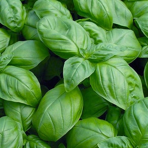 Organic Sweet Genovese Basil