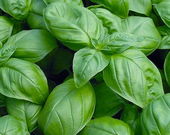 Organic Sweet Genovese Basil