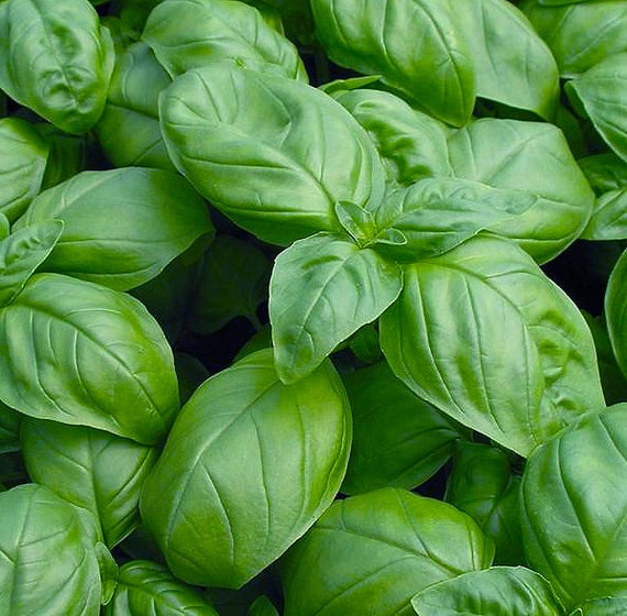 Organic Sweet Genovese Basil