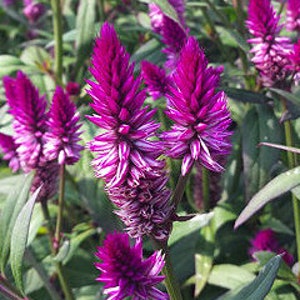 Organic Celosia 'Ruby Parfait'