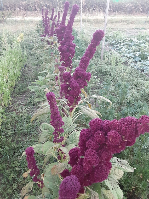 Organic Elephant Head Amaranth