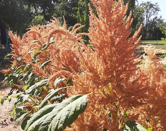 Organic Copperhead Amaranth