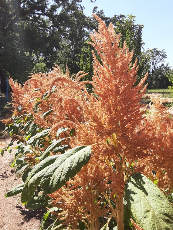 Organic Copperhead Amaranth