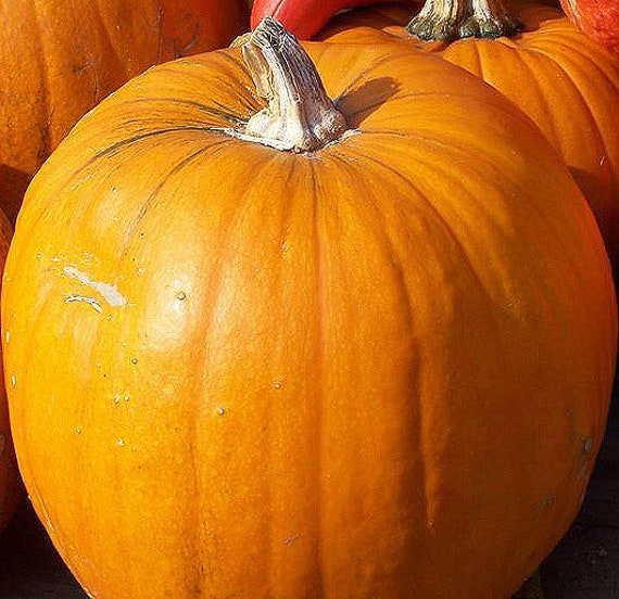 NEW! Organic 'Early Dakota Howden' Pumpkin