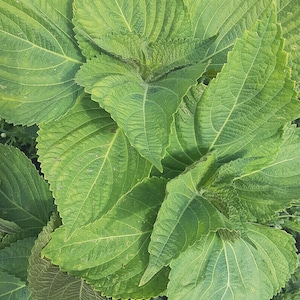 Organic &#39;Kkaennip&#39; Korean Perilla