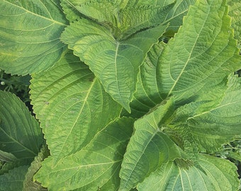 Organic 'Kkaennip' Korean Perilla