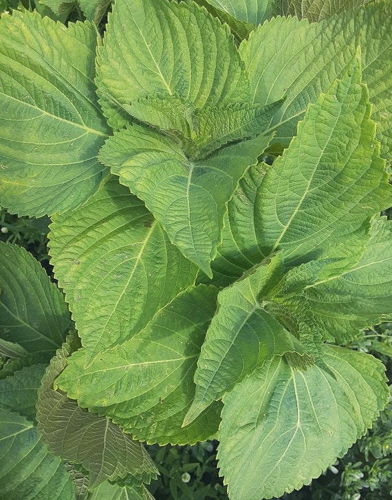 Organic 'Kkaennip' Korean Perilla