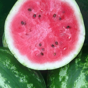 Organic Crimson Sweet Watermelon