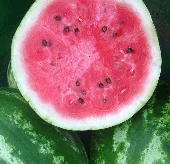 Organic Crimson Sweet Watermelon